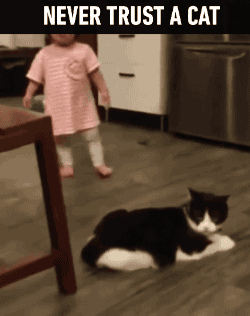 17679-funny-baby-and-cat-gif.gif