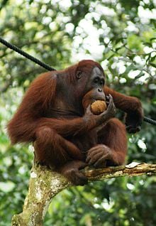 220px-Orang_Utan,_Semenggok_Forest_Reserve,_Sarawak,_Borneo,_Malaysia.jpeg
