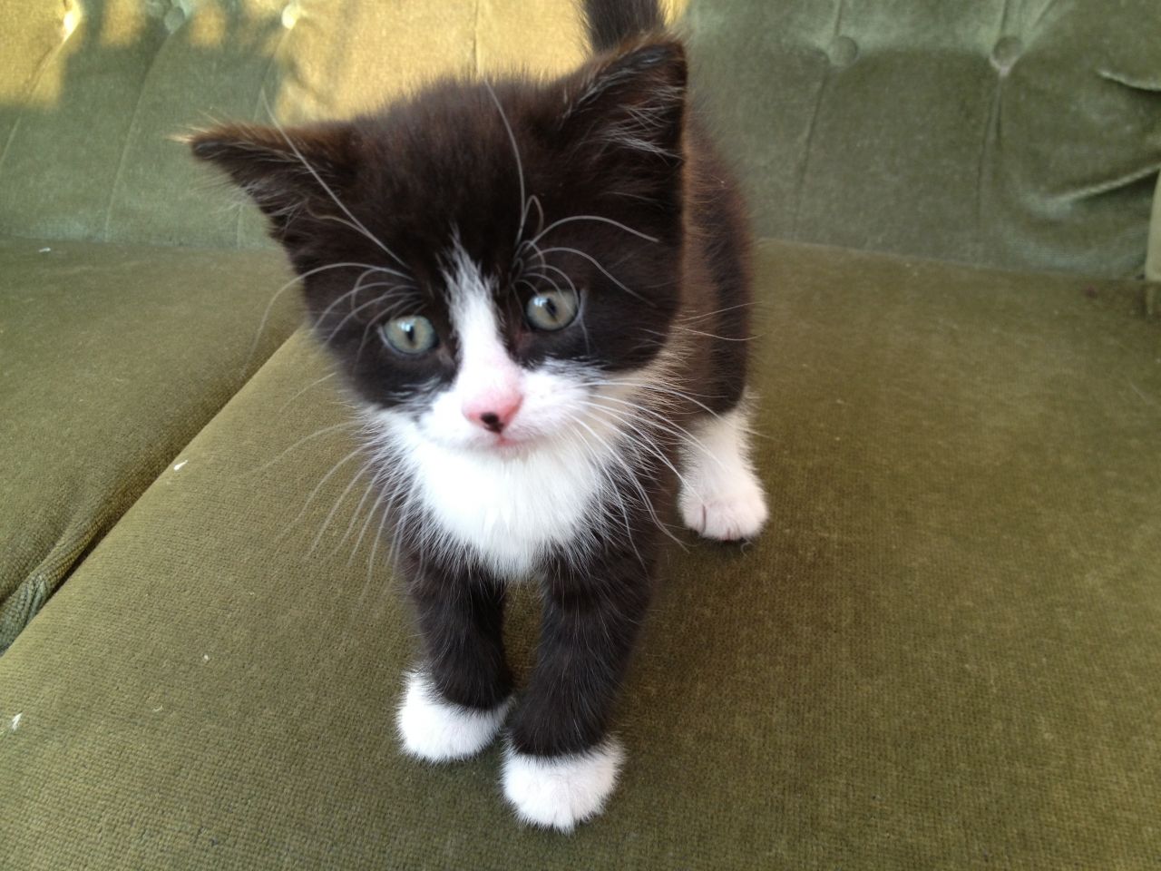 black-and-white-kittens-kittens-41499307-1280-960.jpg
