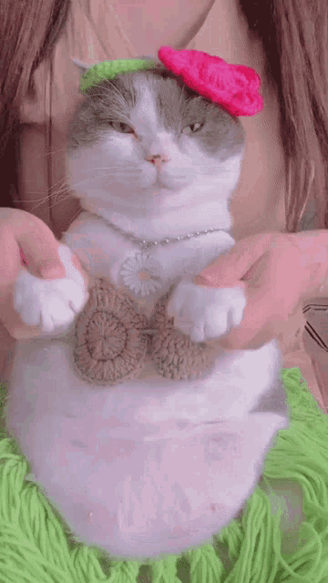 cat-dance-hawaii-hula-bellydance-dancing-thicc-chonky.gif