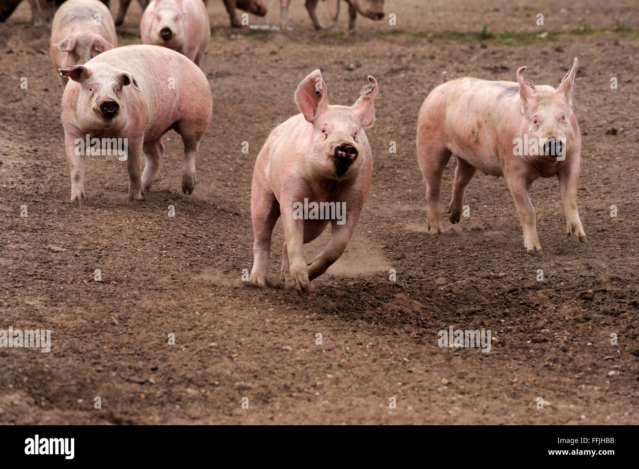 domestic-pigs-running-in-pig-enclosure-on-pig-farm-in-suffolk-april-FFJHBB.jpg