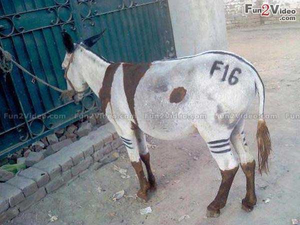f16-pakistan-funny-donkey.jpg