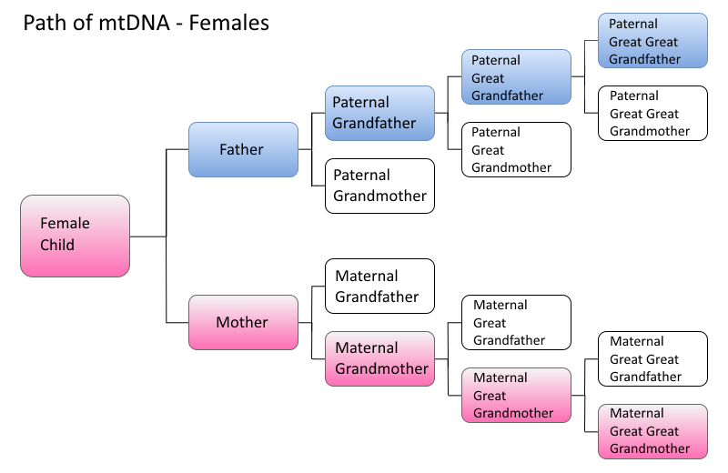 Female_DNA_Paths.png