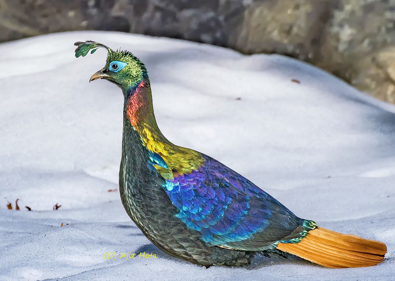 Himalayan_Monal_on_Snow.jpg