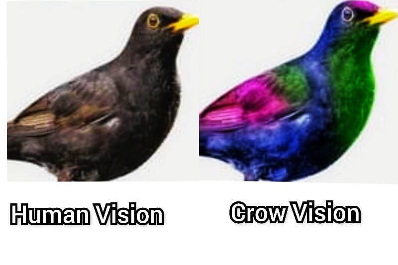 Human-Vision-vs-Crow-Vision.jpg
