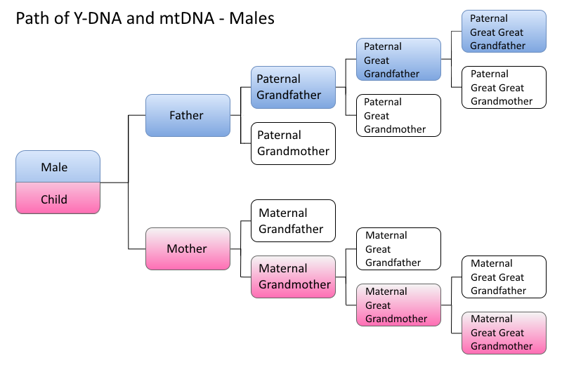 Male_DNA_Paths.png