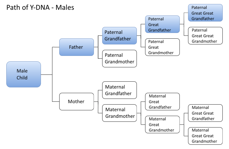 Male_Y-DNA_Path.png