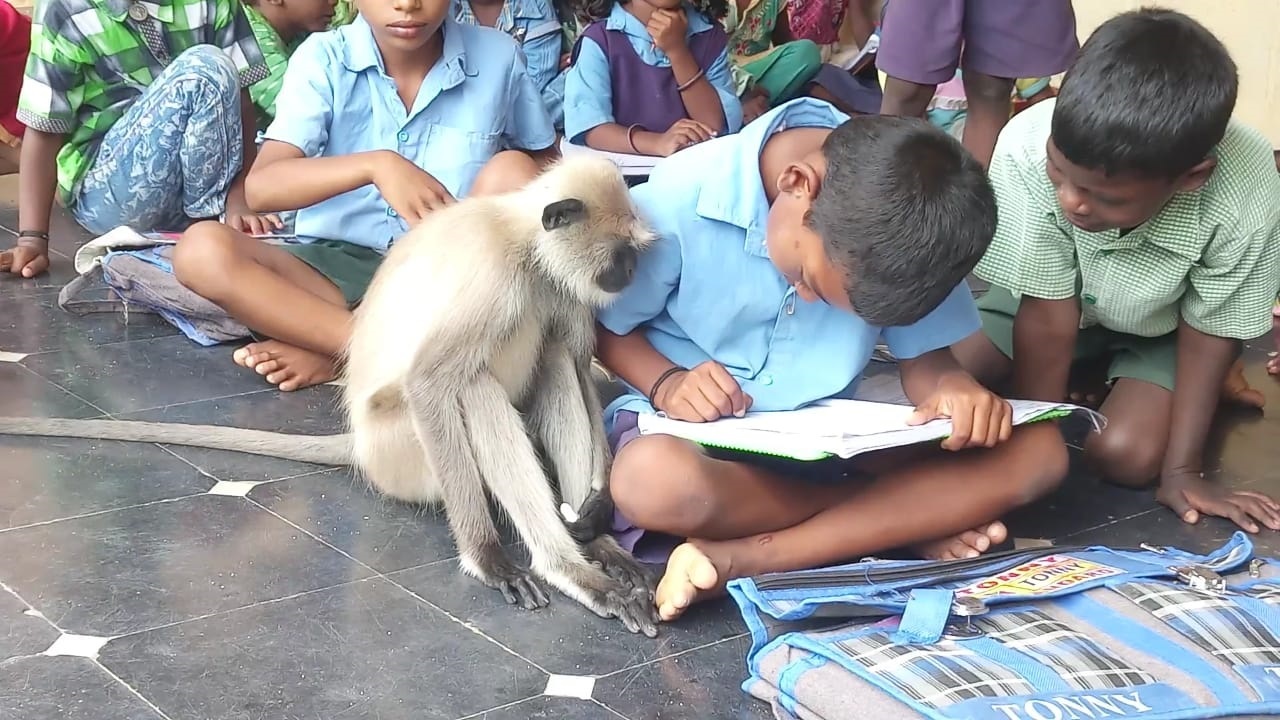 Нападение обезьян. Обезьяны в Индии. Шимпанзе в школе.