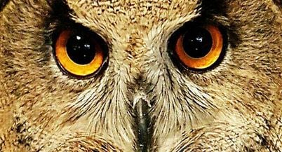 Night vision owl.JPG