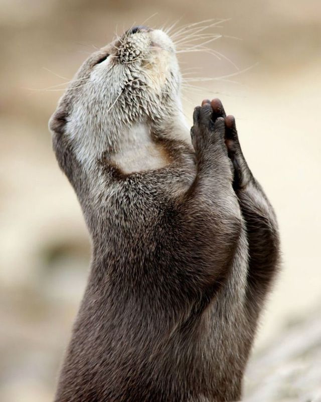 Praying Beaver.jpeg
