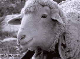 sheep-chewing.gif