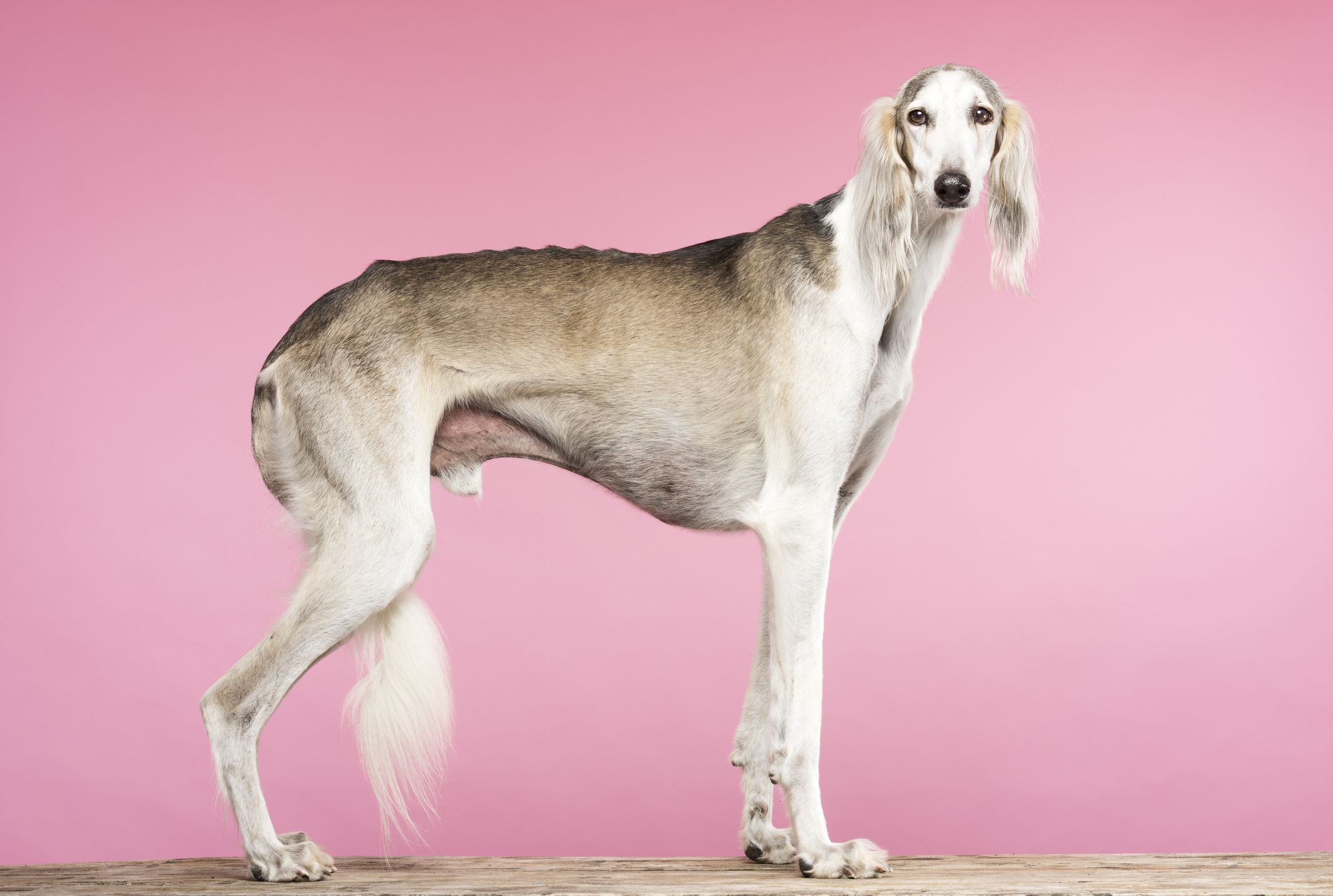 tallest-dog-breeds-1570197903.jpg