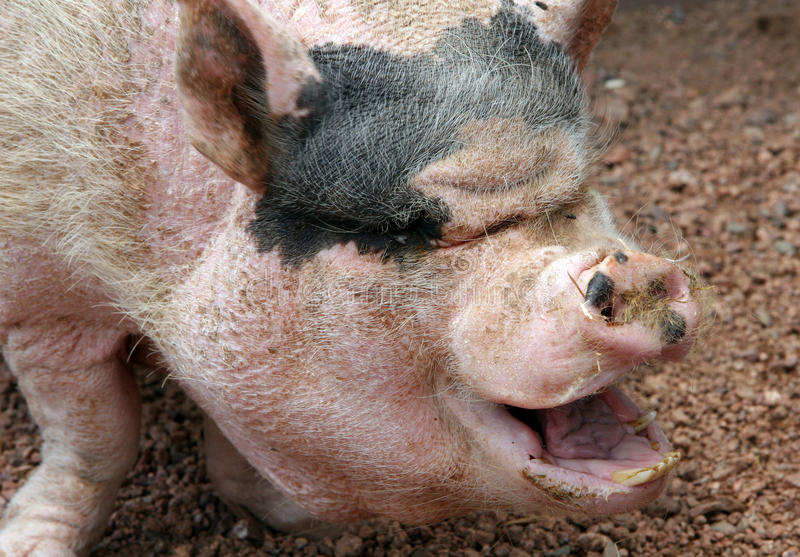 ugly-pig-12481355.jpg