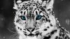 ellf-1281425987-snow-leopard-1920x1080.jpg