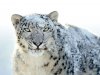 snow-leopard-wallpaper-1024x768-1008064.jpg