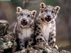 SnowLeopardCubs.jpg